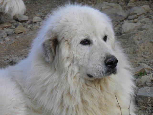 Perro de Montana del Pirineo