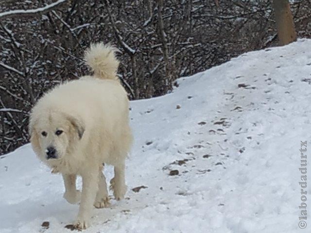 Perro de Montana del Pirineo