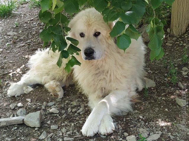 Perro de Montana del Pirineo