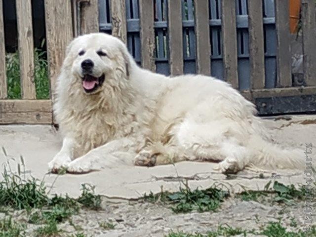 Perro de Montana del Pirineo