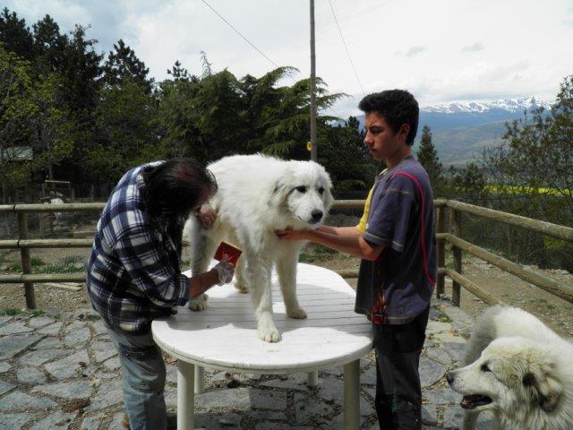 Perro de Montana del Pirineo