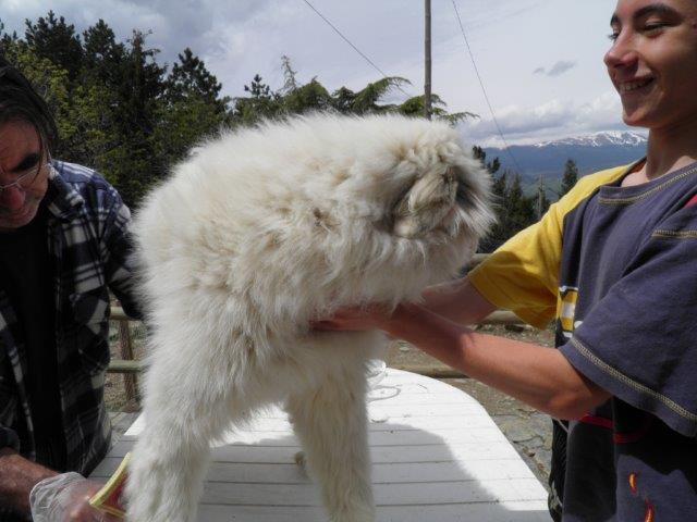 Perro de Montana del Pirineo