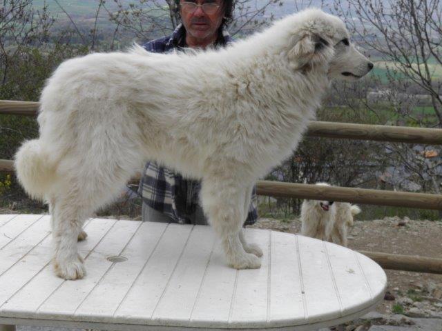 Perro de Montana del Pirineo