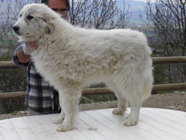 Perro de Montana del Pirineo