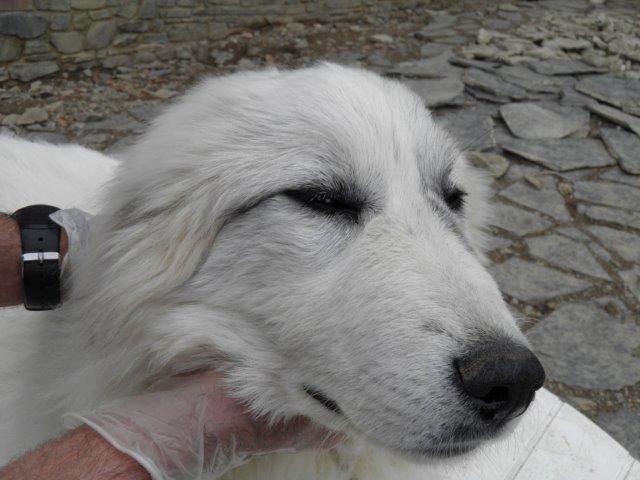 Perro de Montana del Pirineo