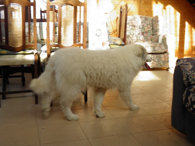 Perro de Montana del Pirineo