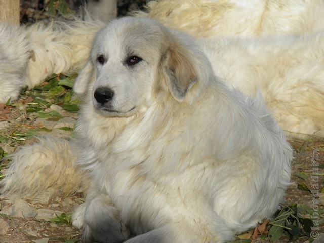 Perro de Montana del Pirineo