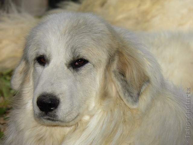 Perro de Montana del Pirineo