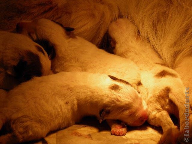 Perro de Montana del Pirineo