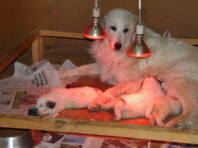 Perro de Montana del Pirineo