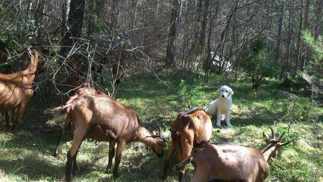 Perro de Montana del Pirineo