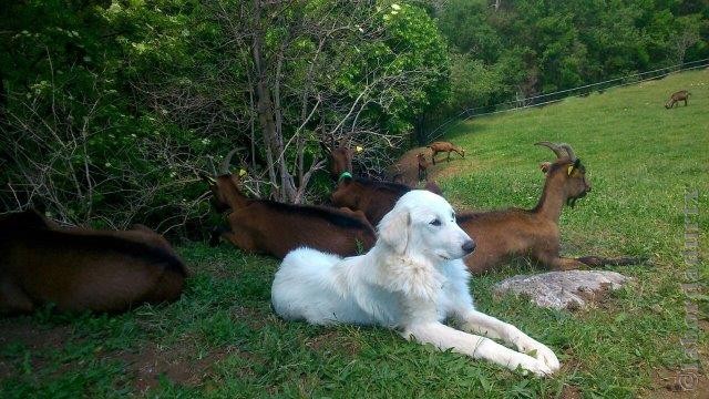 Perro de Montana del Pirineo