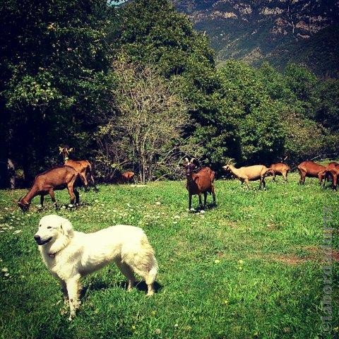 Perro de Montana del Pirineo