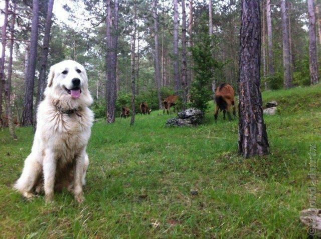 Perro de Montana del Pirineo