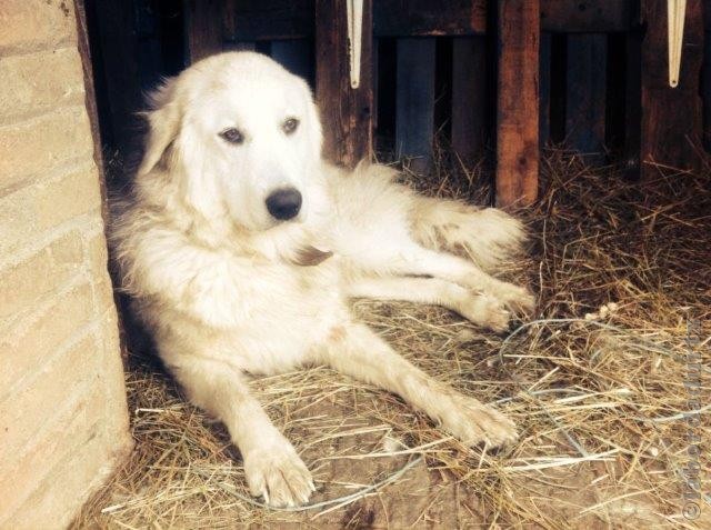 Perro de Montana del Pirineo