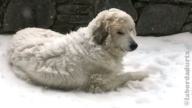 Perro de Montana del Pirineo