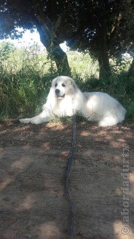 Perro de Montana del Pirineo