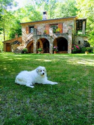 Perro de Montana del Pirineo