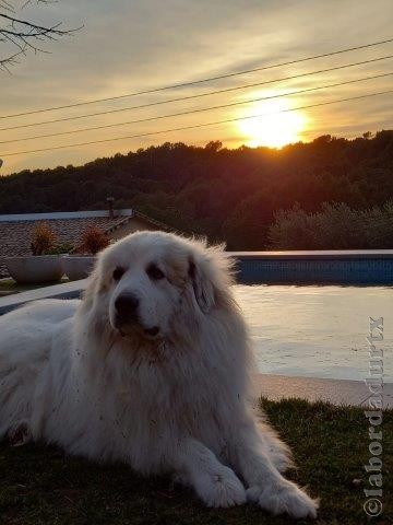 Perro de Montana del Pirineo