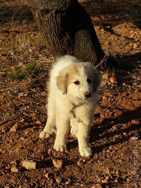 Perro de Montana del Pirineo