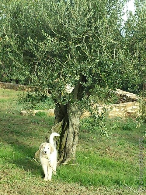 Perro de Montana del Pirineo