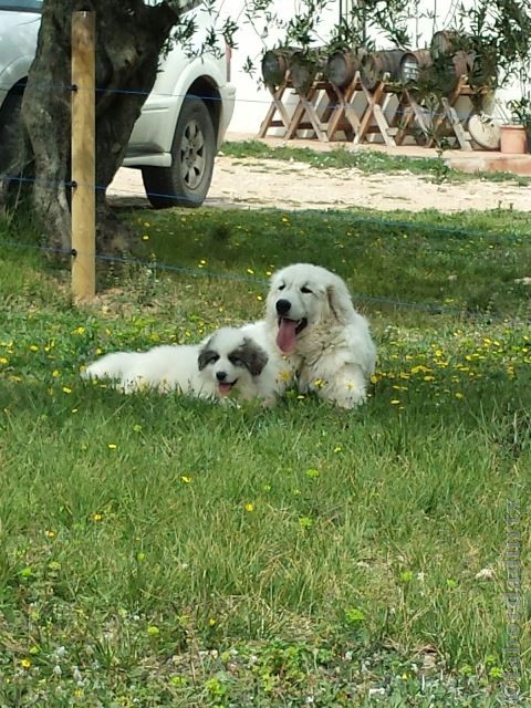 Perro de Montana del Pirineo