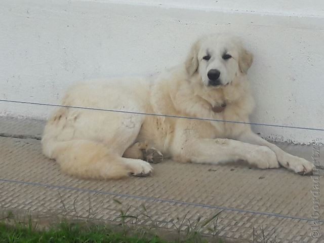 Perro de Montana del Pirineo