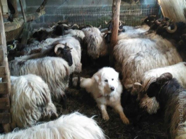 Perro de Montana del Pirineo