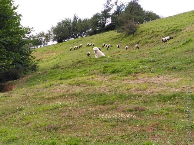 Perro de Montana del Pirineo