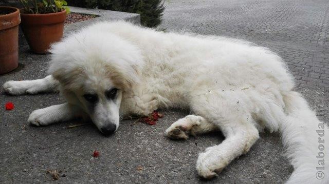 Perro de Montana del Pirineo