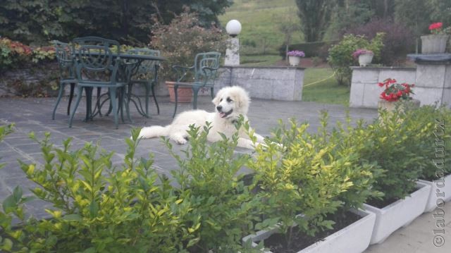 Perro de Montana del Pirineo