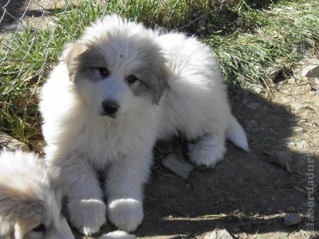 Perro de Montana del Pirineo