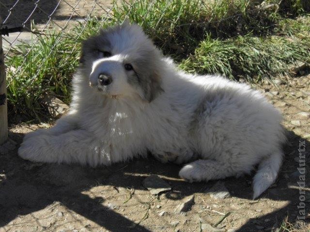 Perro de Montana del Pirineo