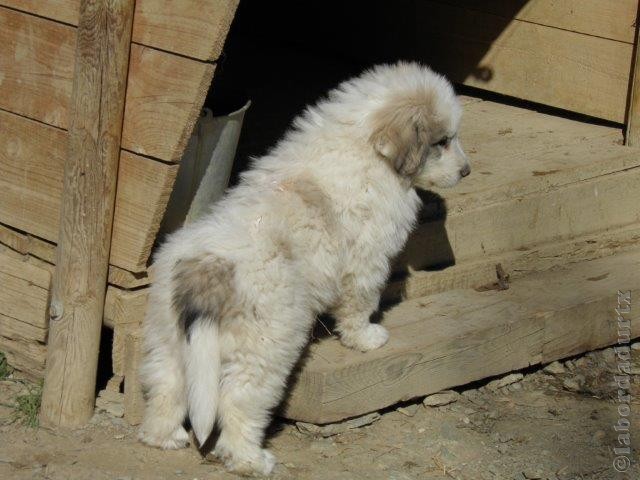 Perro de Montana del Pirineo