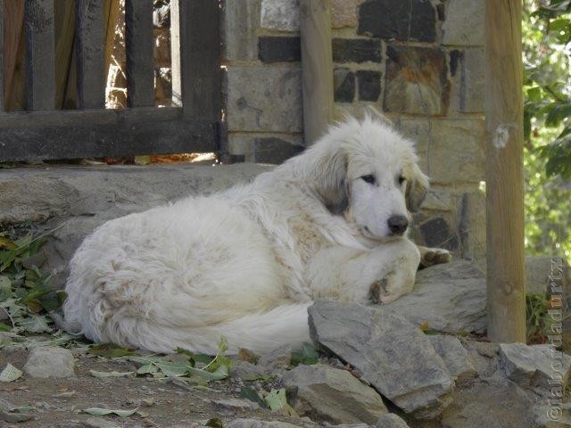 Perro de Montana del Pirineo