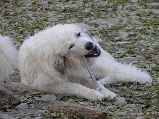 Perro de Montana del Pirineo