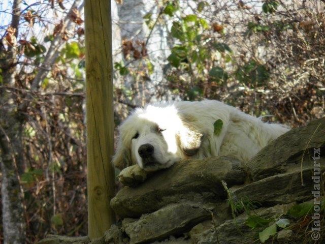 Perro de Montana del Pirineo