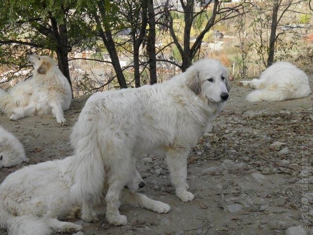 Perro de Montana del Pirineo