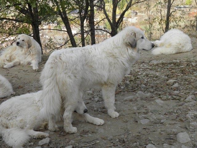 Perro de Montana del Pirineo