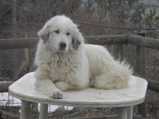 Perro de Montana del Pirineo