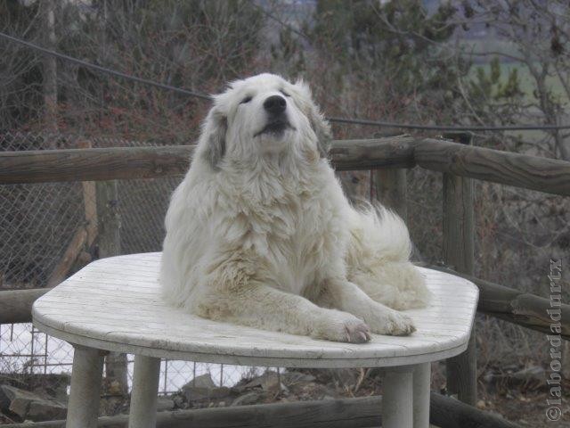 Perro de Montana del Pirineo