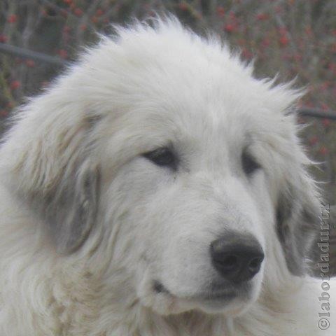 Perro de Montana del Pirineo