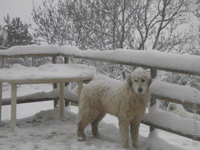 Perro de Montana del Pirineo