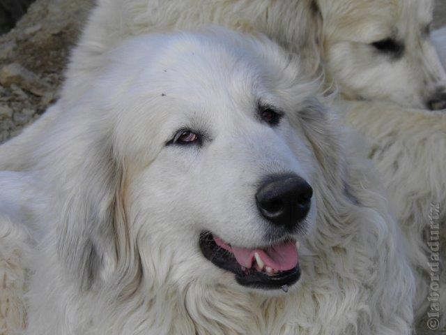 Perro de Montana del Pirineo