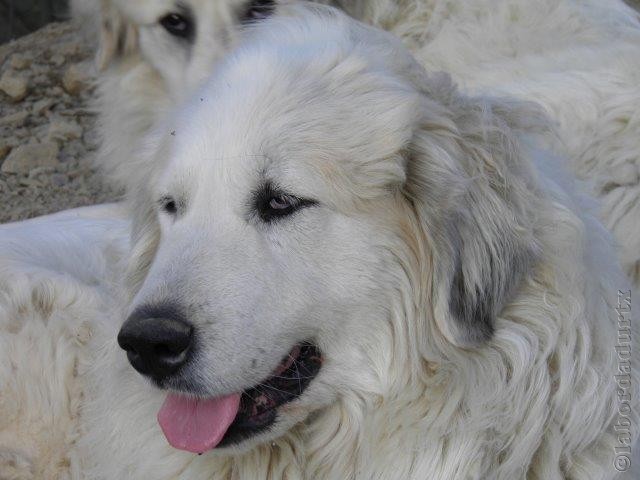 Perro de Montana del Pirineo