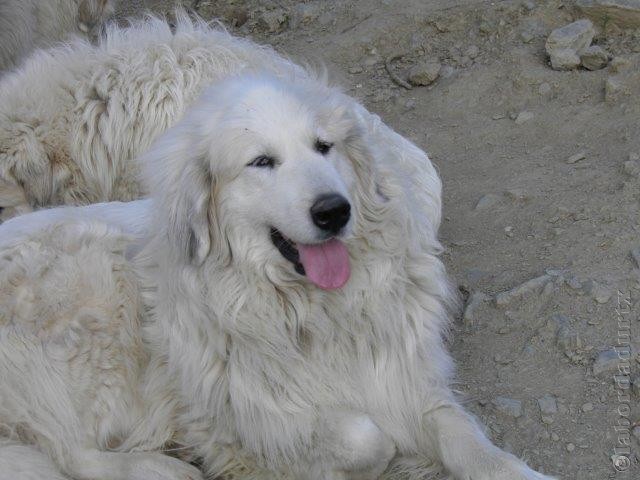 Perro de Montana del Pirineo