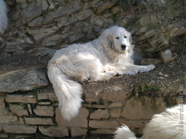 Perro de Montana del Pirineo