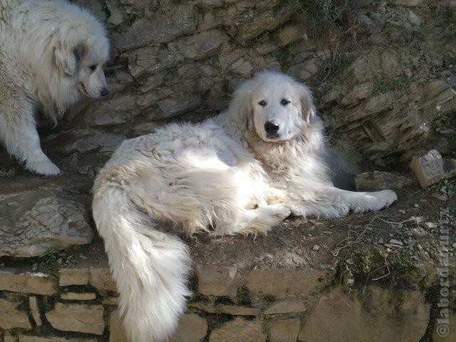 Perro de Montana del Pirineo