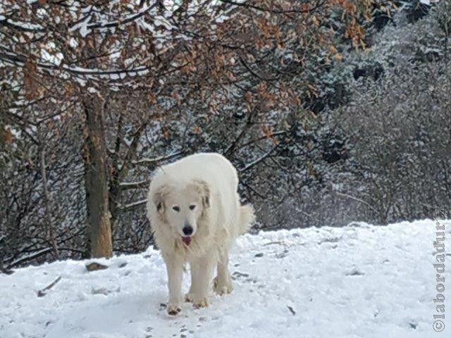 Perro de Montana del Pirineo