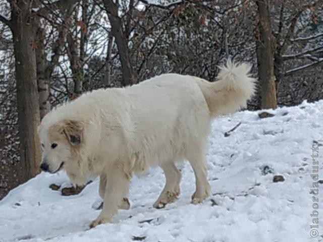 Perro de Montana del Pirineo